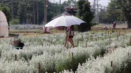 Thai students open up fields of flower crops to visitors