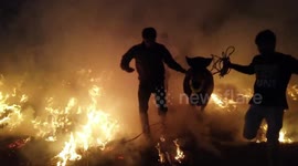 Cattle forced to run through fire in controversial tradition in India
