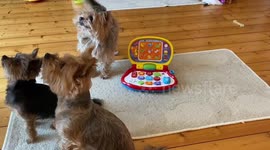 Lockdown home school for dogs