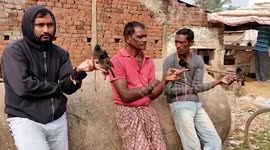 Bird-fight held during Makar Sankranti in eastern India