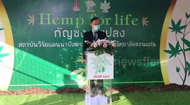 Thai university grows cannabis plants for medical research