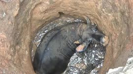 Wild cow tries to attack its rescuers after it was removed from a 16-feet-deep well in Indonesia