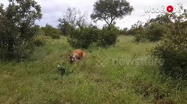 Lion caught wounded Hyena totally offguard