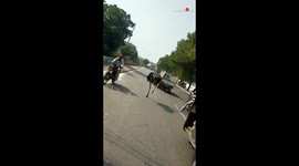 Bird's the word! Ostrich on the loose from Karachi zoo joins traffic in Pakistan