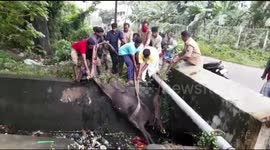 Lost cow hauled out of drainage channel in south India