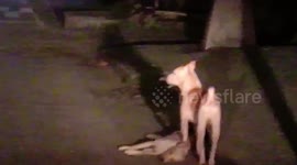 Heartbreaking moment stray dog tries to revive his friend hit by a car