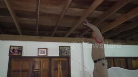 Brave policeman catches snake hiding in family’s roof