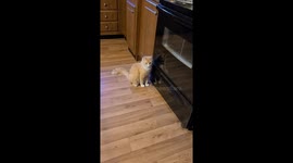 Cat will not stop licking the oven door