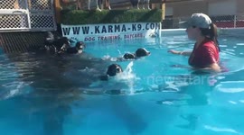 Fall in love with these adorable puppies learning how to swim for the first time