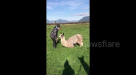 This Footage From Canada Is Showing People A Different Side Of Llamas