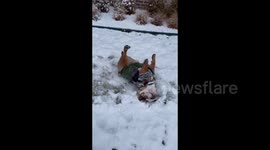 British Bulldogs In Texas Experience Snow For The First Time