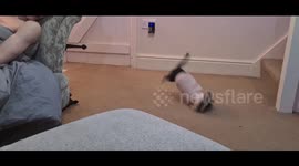 Houdini chihuahua funny dog gymnastics