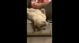Owner catches cute cat chillin' on its back in funny position