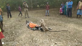 Moment grieving monkey tries to revive dead woodcutter in India