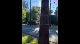 Steam coming off palm tree