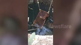Leopard hoisted out from well in India after spending 18 hours trapped in the hole