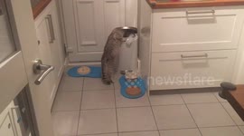 Greedy cat rummages through bin for food