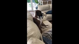 Fergus the Boxer hopes by staying still and acting natural no one will notice what he has stolen