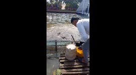 Man beats bucket to gather fish ahead of feeding frenzy in Vietnam