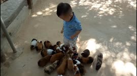 Adorable 11-month-old surrounded by cute guinea pigs
