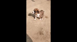 The Cutest Puppy trying to pose good in front of camera.