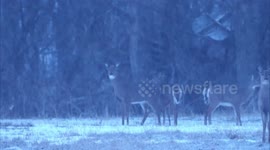 Watch this herd of deer chill out in the snow and play in the forest despite a blizzard