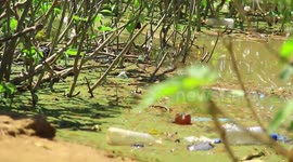 One of Ghana's Natural Resources (The Black Volta) under heavy pollution