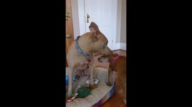 Slow mo funny dog fight