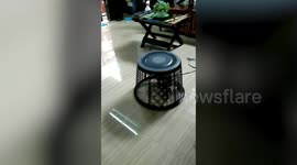 Pet Cat Tricked Under Laundry Basket To Stop Escape