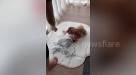 Adorable Dog Prevents Sleeping Baby From Being Disturbed