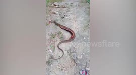 Giant centipede attacks snake by climbing on its back