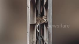 Hapless Cat Stuck Between Two Walls In Taiwan