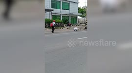 Loyal Pet Dogs Pull Disabled Owner's Possessions In Carts