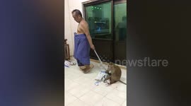 Pet monkey rides broomstick while owner sweeps house