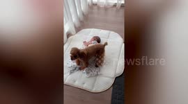 Adorable dog prevents sleeping baby from being disturbed