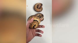 Baby pythons curl up like cookies