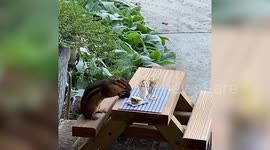Animal-lover creates mini restaurant for wild chipmunk who visits her every day