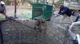 Forest department officers haul snarling wild leopard from bottom of well in western India