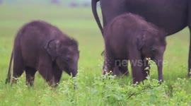 Twin baby elephants spotted strolling alongside mother in Sri Lanka