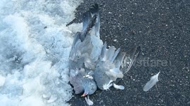 Alerta por la muerte de pájaros en las carreteras después de las nevadas