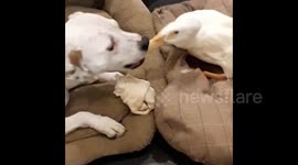 Improbable duck and dog duo reluctantly share a treat
