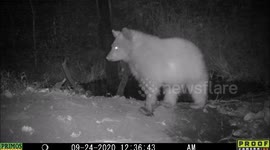 light colored bear cub with dark colored momma bear at night