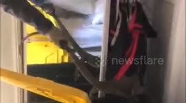 Heroic Aussie dad catches wild goanna and removes it from daughter's bedroom