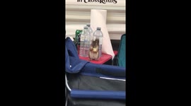 Chipmunk munching on chips
