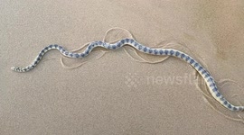 A rare land visitor - most venous sea snake caught on camera in Southern India