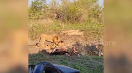 Nkuhuma Lion Pride Feasts On Giraffe Kill