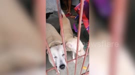 Adorable Dogs Take Door Keys To Owner She Returns Home