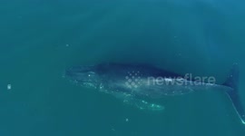 Whale swims through trash