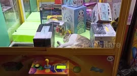 Cat falls asleep inside claw grabber machine