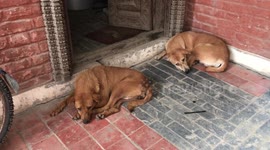 Local street dogs in Nepal find safe haven in vet's house